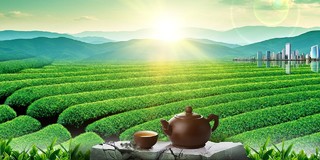 茶茶叶茶文化茶道绿茶茶艺茶山绿色写实大气传统茶文化展板背景茶文化茶道茶叶茶艺茶